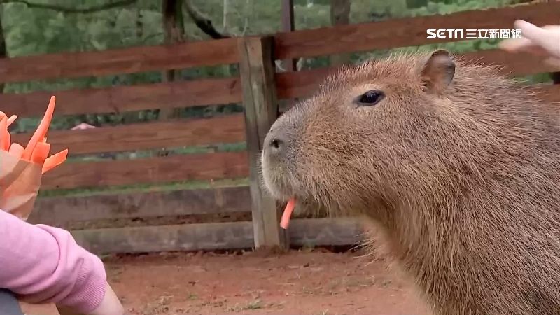 埔心牧場萬人迷　水豚君呆萌樣超可愛