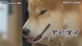 ▲柴柴班克在一旁冷笑。（圖／IG@stupidbank 授權）