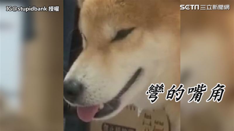 喵星人抓不到逗貓棒　柴柴冷笑遭巴臉
