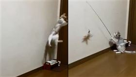 貓奴我不需要你了！貓咪超進化　拿逗貓棒「自己玩自己」
（圖／翻攝自@Naomaikyon 推特）