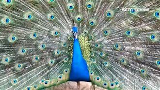 農場孔雀綁架！好心人攔截贖回肉票