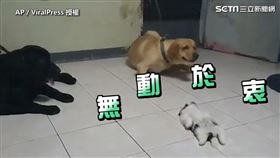 ▲Pango躺在路中間大睡特睡，不管同伴Peachy怎麼叫牠就是不起床。（圖／AP／ViralPress 授權）