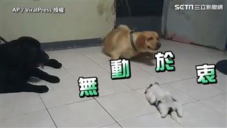 不起床就是不起床　萌犬睡到四腳朝天