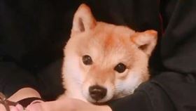 許多飼主都會在家自行幫寵物清潔，但毛小孩總是不愛洗澡、剪指甲讓你厭煩甚至頭痛嗎？大部分的寵物只要一到美容院或聽到水聲就會拔腿狂奔，彷彿洗澡、美容要牠們的命，但在日本有一隻豆柴雖然也不喜歡剪指甲，卻很認份的待在主人懷裡乖乖受罪。
圖／翻攝自twitter@shiba_chikuwa
https://twitter.com/shiba_chikuwa/status/123985239962107085