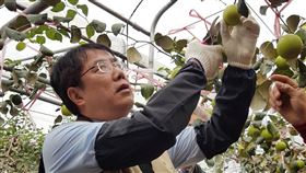 當一日農夫　黃偉哲體驗蜜棗採收台南市長黃偉哲（圖）5日前往楠西區農民謝明樹的果園當一日農夫，體驗蜜棗採收工作。（台南市農業局提供）中央社記者楊思瑞台南傳真  109年4月5日