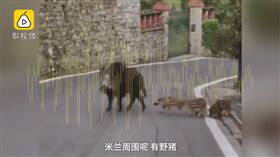 武漢肺炎,義大利,米蘭,封城,野豬,鹿（圖／翻攝自梨視頻）
