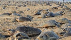 人類被按下暫停鍵…28萬瀕危海龜「湧入海灘集體產卵」！▲。（圖／翻攝自bipro_seas IG）