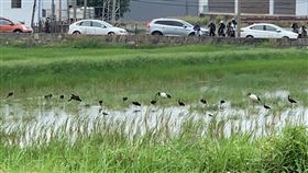 瀕危鳥類彩(瞏鳥)現蹤南台灣　鳥友興奮拍鳥俱樂部社長黃蜀婷5日與鳥友賞鳥時，接獲消息指出屏東東港一帶有瀕危、極稀有鳥類彩(瞏鳥)現蹤，讓眾人等不及飛車南下爭睹。（黃蜀婷提供）中央社記者陳朝福傳真  109年4月5日