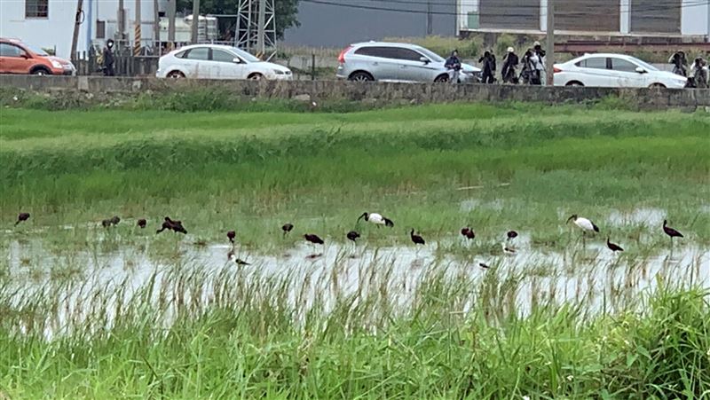罕見彩䴉現蹤南台灣　鳥友爭睹風采