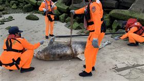 澎湖岐頭北海域再發現死亡瓶鼻海豚澎湖第七岸巡隊5日在岐頭北海域發現一尾死亡瓶鼻海豚，由於已死亡多時，岸巡隊在通報縣府後，直接就地掩埋。（第七岸巡隊提供）中央社  109年4月5日