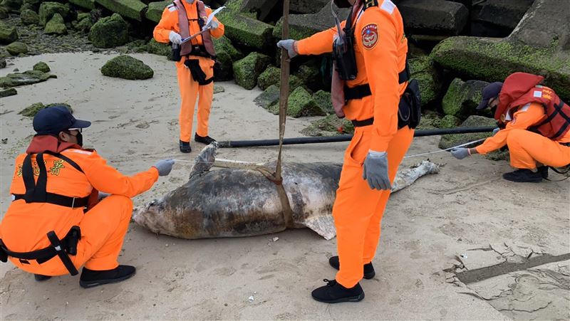 3天3起　澎海域再發現死亡瓶鼻海豚