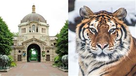 紐約布朗克斯動物園（Bronx Zoo）有老虎確診武漢肺炎。（圖／翻攝自Bronx Zoo臉書）