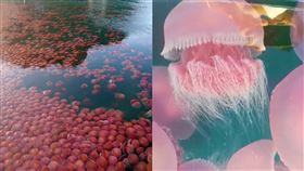 （圖／翻攝自推特@SheldonRey）紅番茄,水母