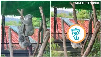 無尾熊無盡交纏　保育員曝驚人真相