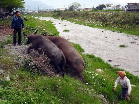 台東縣府首管收未掛耳標牛隻