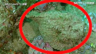 擅長偽裝的忍者！　一針就能讓人致死