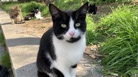 伊斯坦堡法蒂赫區街角流浪貓土耳其內政部對社交距離祭出嚴厲措施之際，也指示地方政府定期餵食流浪動物，避免牠們因民眾未出門而挨餓。圖為3月22日伊斯坦堡法蒂赫區街角的流浪貓。中央社記者何宏儒伊斯坦堡攝　109年4月6日