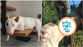  隔離太久凍未條？牠隔柵欄深情狂吻「一匹馬」…網全閃瞎（圖／翻攝自sparky_minibullterrier IG）