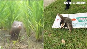 臺灣特有種「食蟹獴」倒台東路邊　員警急用遮蔽物保護送醫