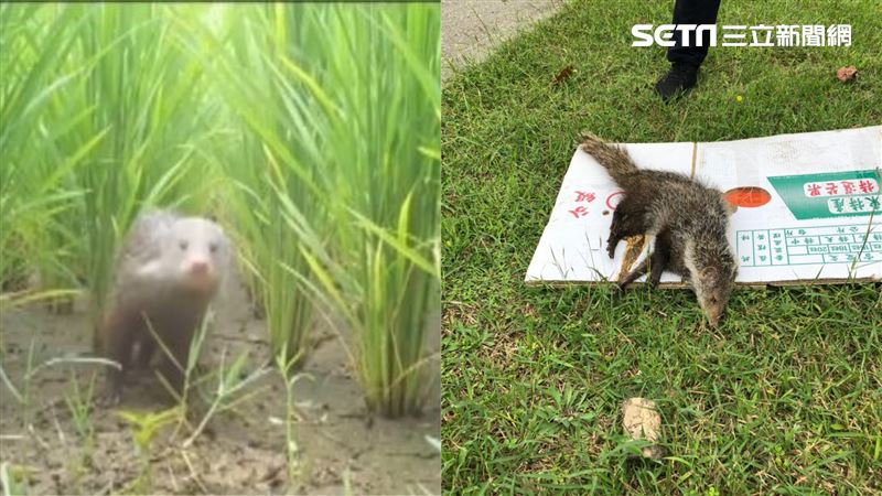 珍稀「食蟹獴」遭車撞　台東員警急護