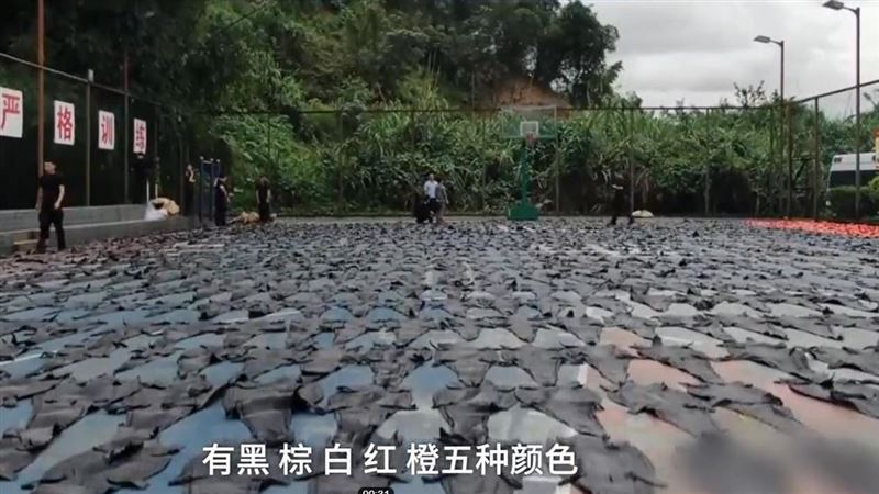 雲南查上千張鱷魚皮　塞滿整座籃球場