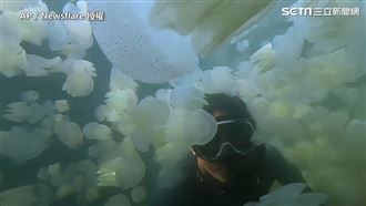 潛水員泰國浮潛　上百水母圍繞超療癒