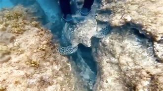小琉球遊客海龜當腳踏板　海巡署怒了