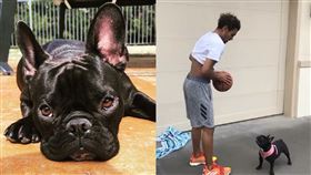 最可愛防守！楊恩戲耍愛犬「糯米」
NBA,亞特蘭大老鷹,Trae Young,Normi,法鬥
翻攝自IG Trae Young