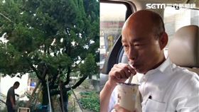 李佳芬,韓國瑜,廖大乙,祖墳,雲林,龍柏