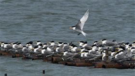 黑嘴端鳳頭燕鷗台南現蹤有鳥友近日在台南市北門急水溪口附近一群鳳頭燕鷗族群中，觀察到一隻羽毛顏色明顯比鳳頭燕鷗灰白，嘴喙末端黑色的黑嘴端鳳頭燕鷗。（鳥友王素滿提供）中央社記者楊思瑞台南傳真　109年4月8日