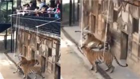 遊客拿杆綁肉「釣老虎」　超扯影片曝光（圖／翻攝自微博@火巳視頻）