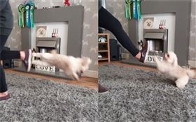 翻攝TicTok帳號@the_trickstars