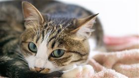 研究報告指出，貓咪會感染新型冠狀病毒，但狗似乎有較強抵抗力。（圖取自PAKUTASO圖庫）