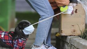 中國公布可吃畜禽名單  狗屬伴侶要禁食中國宣示全面禁食野味後，中國農業農村部8日展開意見徵求，共有31種畜禽列入可食用等商業用途，並指狗狗已「特化」為伴侶動物，屬不可食畜禽。圖為安徽合肥，戴口罩的寵物狗和主人一起外出取快遞。（中新社提供）中央社  109年4月9日