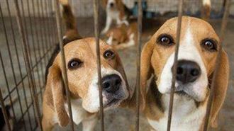 中國擬禁吃狗肉？官方：狗是親近伴侶