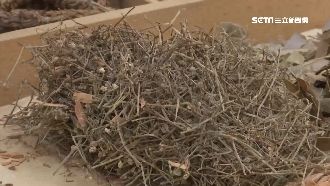 婦抗疫喝廟方藥草險死！醫曝根本原因