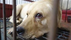 中國吃狗肉。（圖／翻攝自微博）