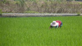 台灣若無小麥進口　農糧署：稻米足供1年需求農委會農糧署9日表示，對比去年稻穀標售13萬公噸，今年還可增至20萬公噸，萬一武漢肺炎疫情嚴重到沒有小麥可進口，也約有230萬公噸米，足夠供應1年。（農委會提供）中央社記者楊淑閔傳真　109年4月9日