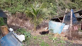 花蓮卓溪死亡黑熊解剖檢驗結果出爐（1）花蓮縣卓溪鄉3月17日發現一隻母台灣黑熊屍體，經農委會家畜衛生試驗所進行屍體剖檢後研判，黑熊應是從高處墜落導致重傷，再遭動物攻擊致死。（花蓮林管處提供）中央社記者李先鳳傳真　109年4月9日