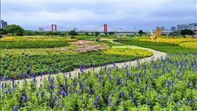 ▲2020新北河濱蝶戀季（圖／新北市政府提供）