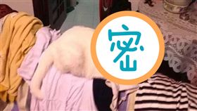 交作業,論文,男大生,寄錯,貓咪,梗圖