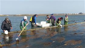 澎湖放流沙蟹苗　增裕漁業資源（1）為復育澎湖沿岸漁業資源，澎湖縣農漁局9日下午配合潮汐，在湖西紅羅海域放流逾5萬尾遠海梭子蟹苗。農漁局表示，遠海梭子蟹俗稱沙蟹，營養豐富且經濟價值高。（澎湖縣農漁局提供）中央社　109年4月9日