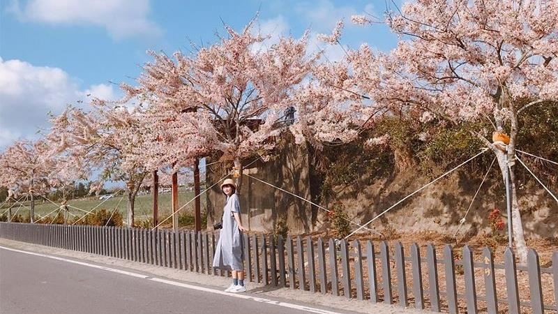 在台灣賞到一波超美「泰國櫻花」