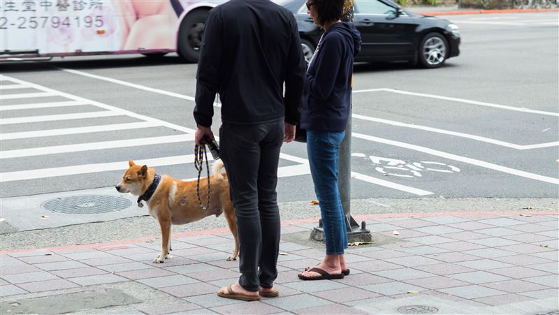 憂毛孩染疫？動保處籲：動物社交距離
