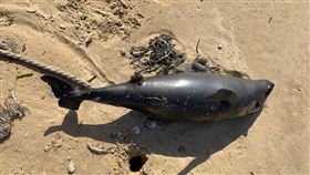 金門岸際又見死亡海豚  4個月內第7起（1）海巡署金門岸巡隊10日表示，岸巡在金沙鎮船型堡岸際發現一隻死亡鯨豚，外觀大致良好，無明顯外傷，死因不明，這是金門地區今年第7起鯨豚擱淺死亡案。（金門岸巡隊提供）中央社記者黃慧敏傳真  109年4月10日