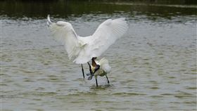 黑面琵鷺永安濕地上演鳥版霹靂火高雄永安濕地過冬的黑面琵鷺近來陸續北返，近日賞鳥人士在歡送黑面琵鷺時，意外欣賞了一齣精彩的「鳥版霹靂火」，讓鳥迷們驚呼連連。（高市工務局提供）中央社記者程啟峰高雄傳真　109年4月10日