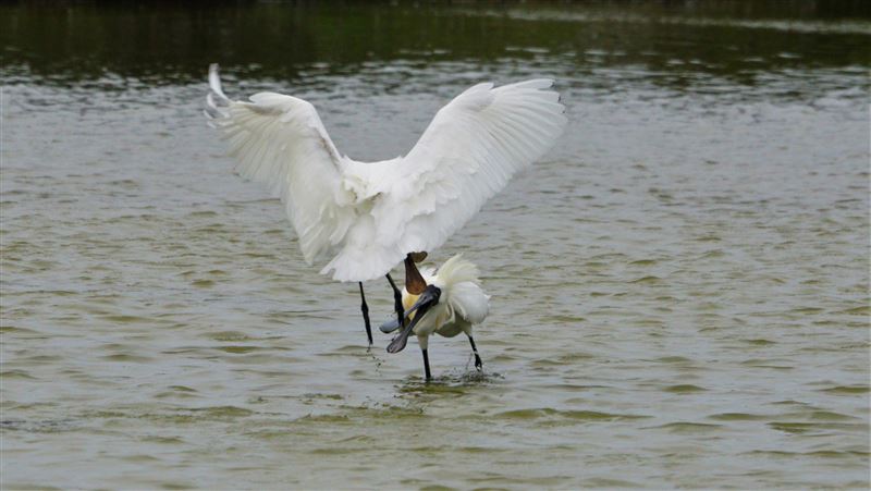 黑面琵鷺永安1號　上演鳥版霹靂火