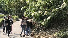 雲林桐花祭登場  民眾近距離賞景雲林縣客家桐花祭邁入第12年，今年「好客桐樂會」活動受到疫情影響簡約舉辦，縣府邀請雲林鄉親到古坑荷苞山桐花公園賞花，因應防疫，請外縣市的民眾多多體諒。中央社記者姜宜菁攝　109年4月10日