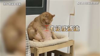 喵喵捧肥肚理毛　網笑一定是阿嬤養的