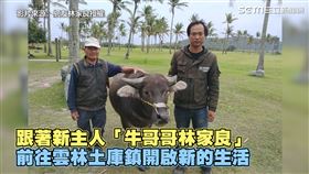 ▲牛寶寶的新舊主人相見歡。（圖／網友林家良授權）